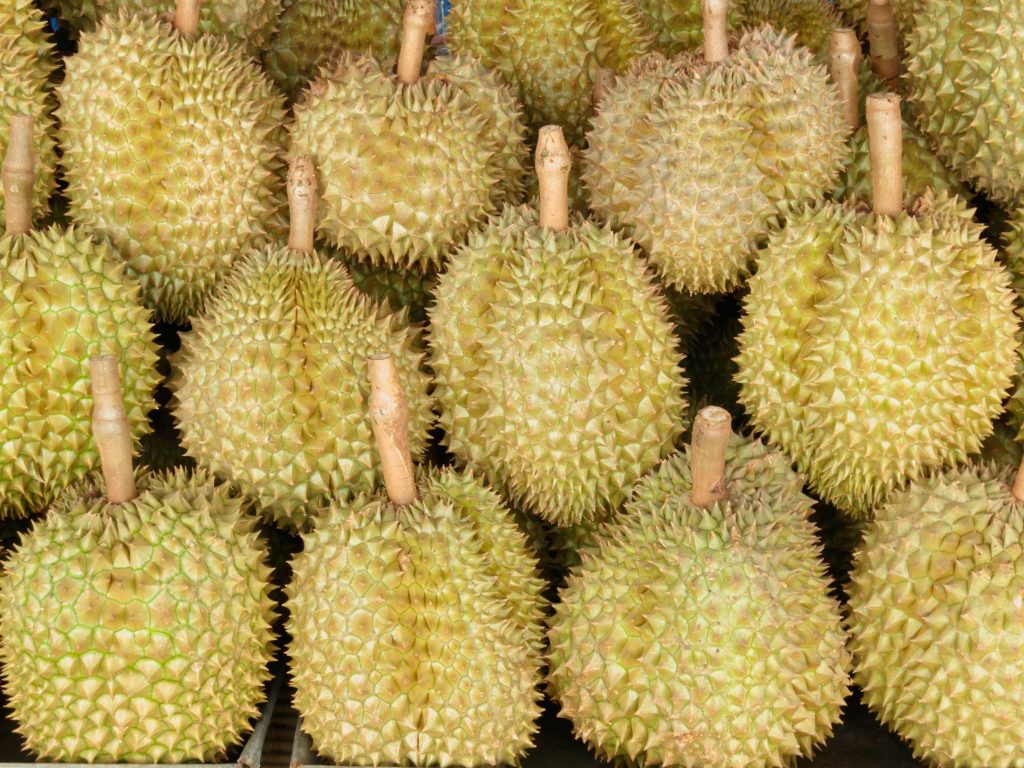 Freshly picked delicious Durian.