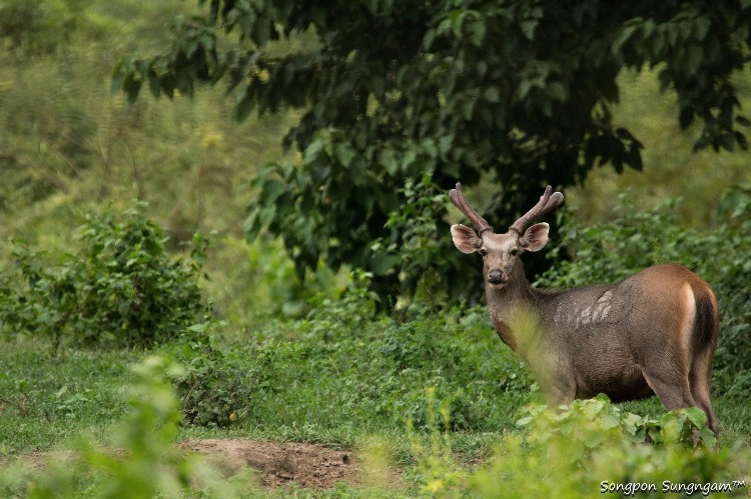 things_to_do_on_christmas_in_thailand_wildlife