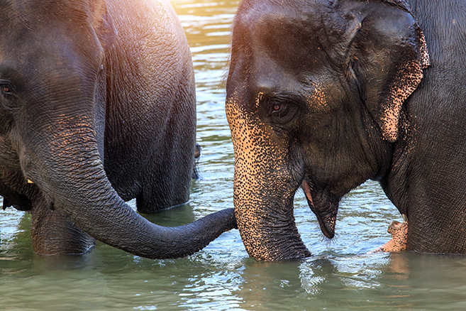 visiting thailand elephants
