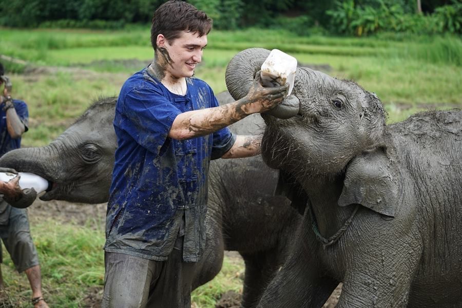 things to do, things to do in chiang mai, chiang mai, elephant, elephant shelter, elephant sanctuary