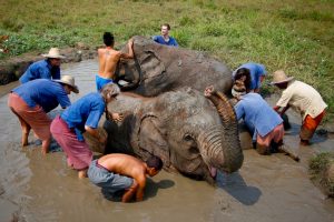 Ethical elephant experience: Bathe elephants and play with them