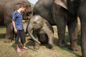 Ethical elephant experience: Why elephant ride is NOT the best thing to ...