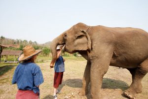 Ethical elephant experience: Walk beside elephants and take care of them instead of riding them