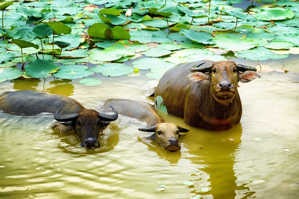 Buffaloes showering in lotus pond