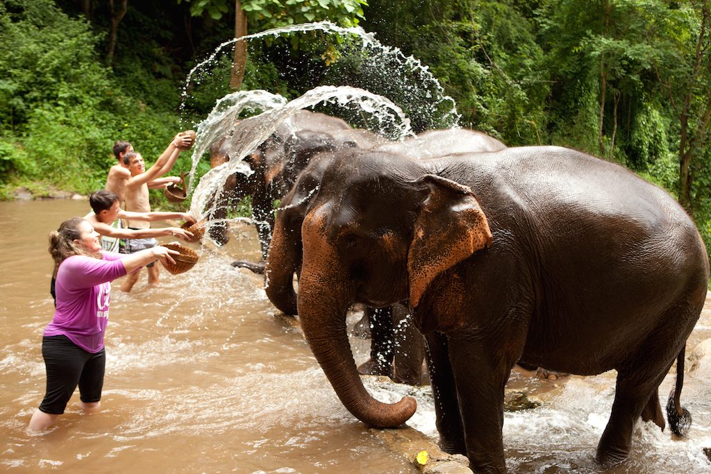 Tourists bathing elephants in Thailand