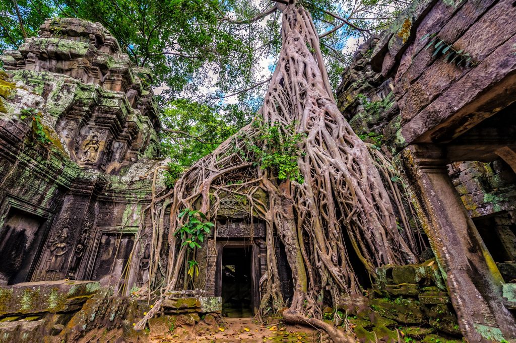 Ta Prohm Temple, trees overgrowing on temple, jungle temple, Siem Reap, top place to visit in Cambodia 