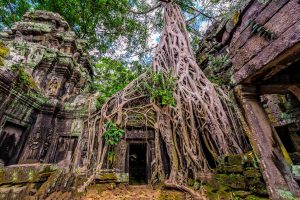 Ta Prohm Temple, trees overgrowing on temple, jungle temple