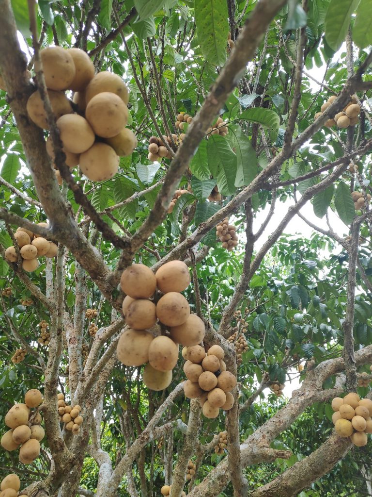 Longkong fruit, Bo Ploy Lek Petch, Chanthaburi, things to do 