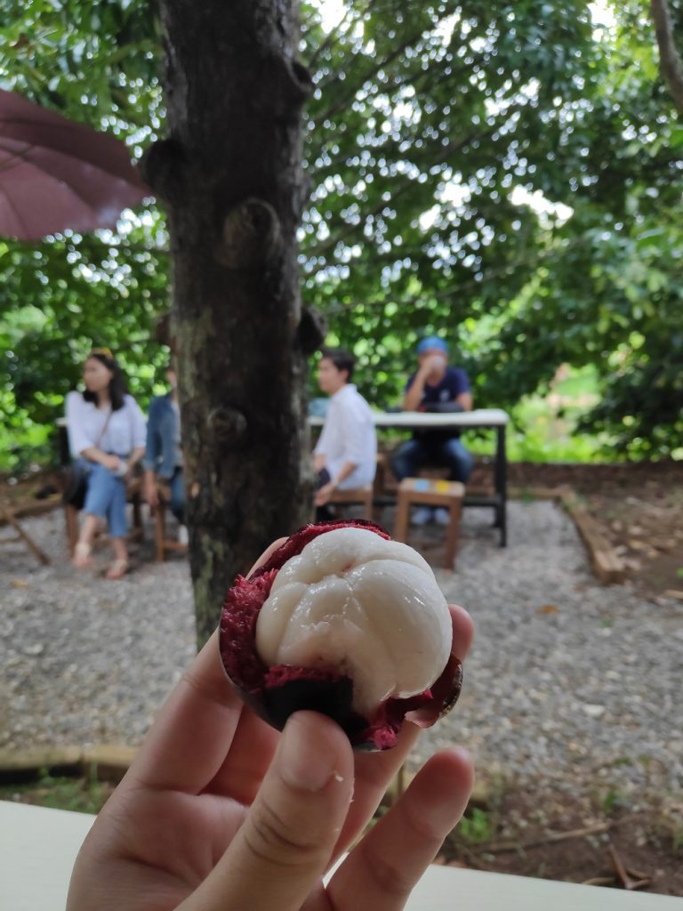 Mangostreet, organic, farm, Bo Ploy Lek Petch, Chanthaburi 