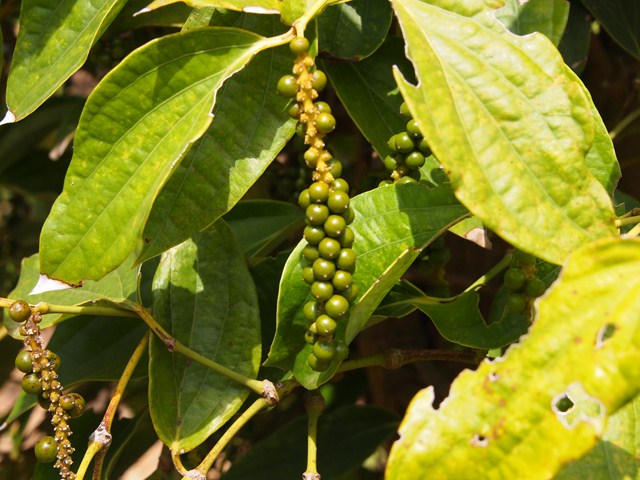 Kampot Pepper, Kampot, Cambodia, things to eat in Kampot 