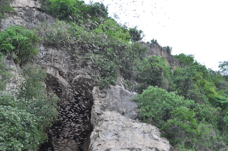 Phnom Sampov Bat caves, bats, battambang bats 