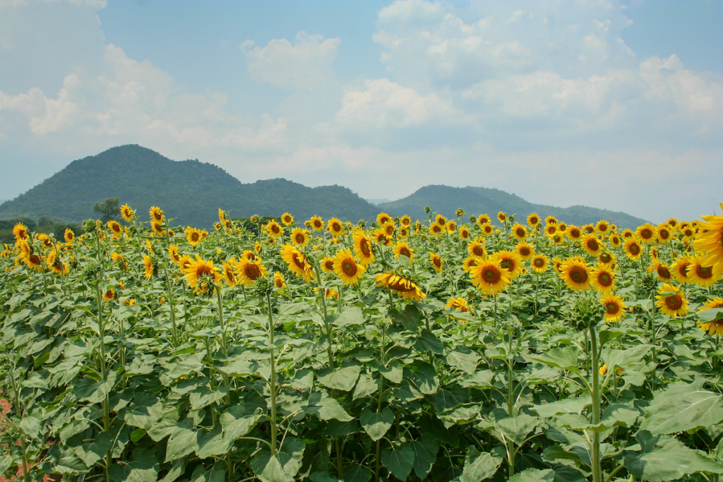 take me tour thailand